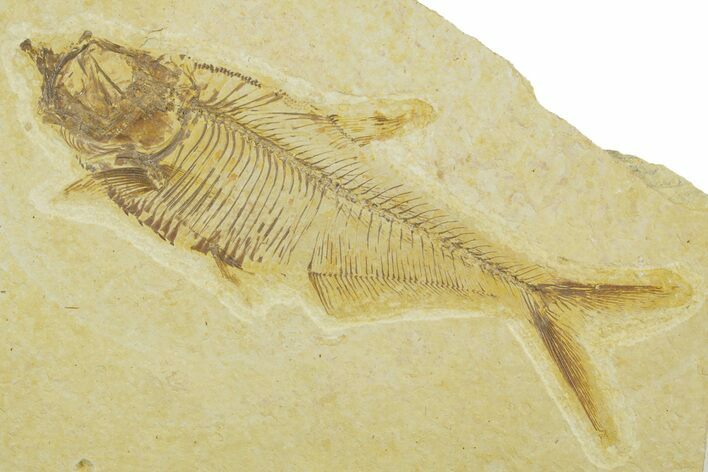 Detailed Fossil Fish (Diplomystus) - Wyoming #369447